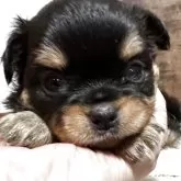 チワワ(ロング)