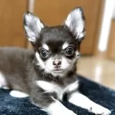 チワワ(ロング)
