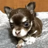 チワワ(ロング)