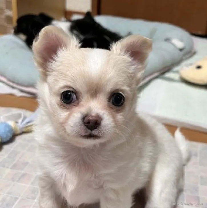 ID:2310-04202の子犬