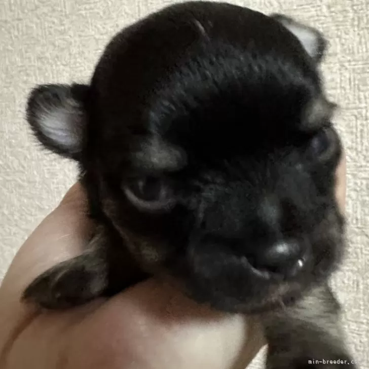 ID：2405-00179の子犬