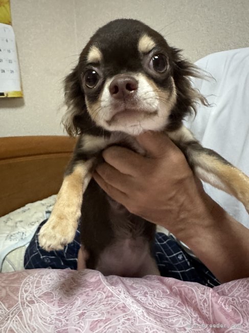 チワワ(ロング)【・女の子・2023年1月17日・チョコタンホワイト】