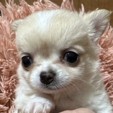 チワワ(ロング)【神奈川県・男の子・2024年9月8日・クリームホワイト】の写真「綺麗な青い目のクリームホワイトの男の子です👦」