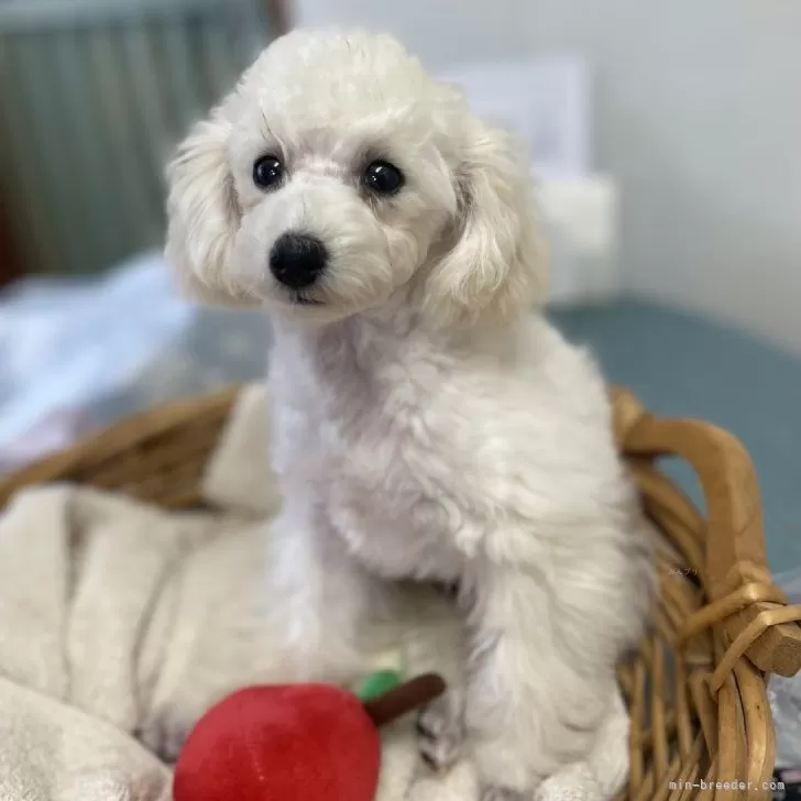 ID：2412-04199の子犬