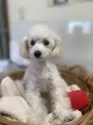 トイプードル(トイ)【長野県・女の子・2024年8月2日・ホワイト】の写真2