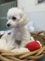 トイプードル(トイ)【長野県・女の子・2024年8月2日・ホワイト】の写真3