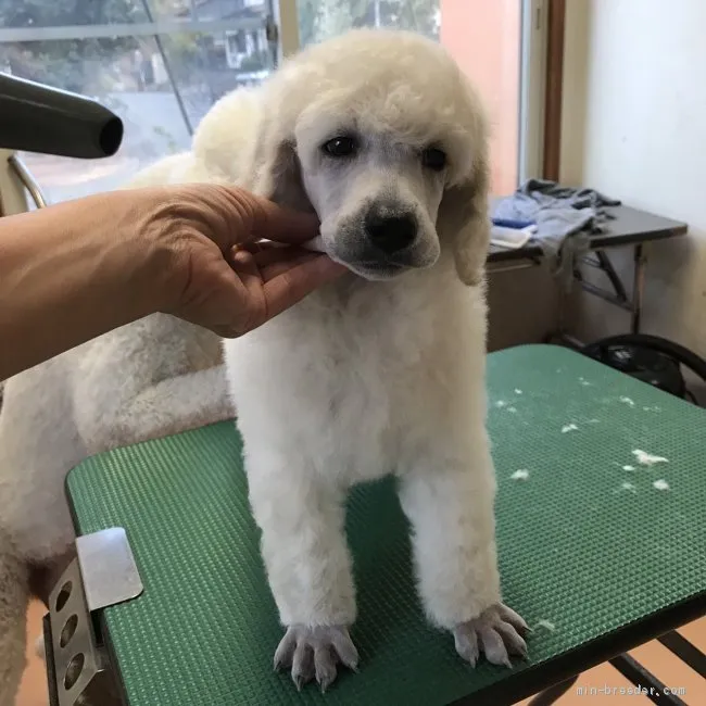 ID:1909-01160の子犬