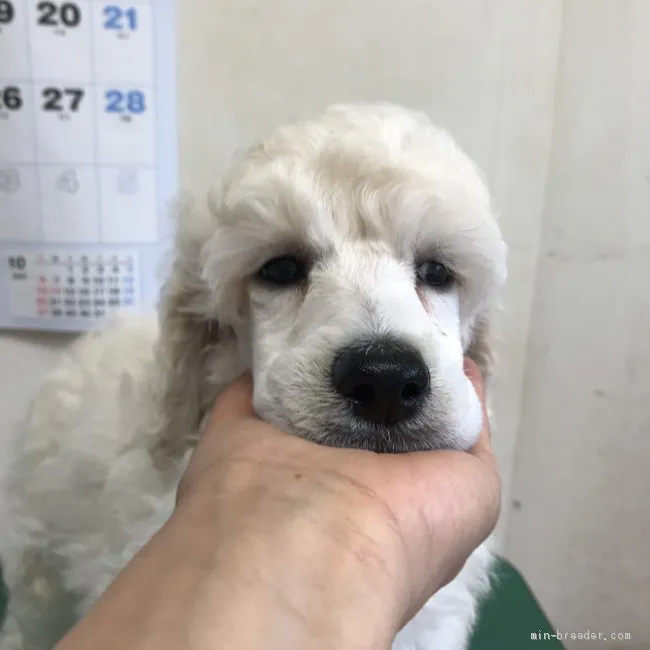 ID:1909-01159の子犬