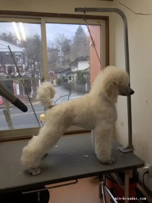 ID:1909-00852の子犬