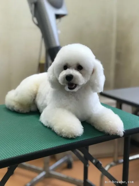 ID:1910-01191の子犬