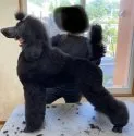 スタンダードプードル【長野県・男の子・2019年11月4日・ブラック】の写真2