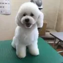 トイプードル(トイ)【長野県・男の子・2018年8月20日・ホワイト】の写真3
