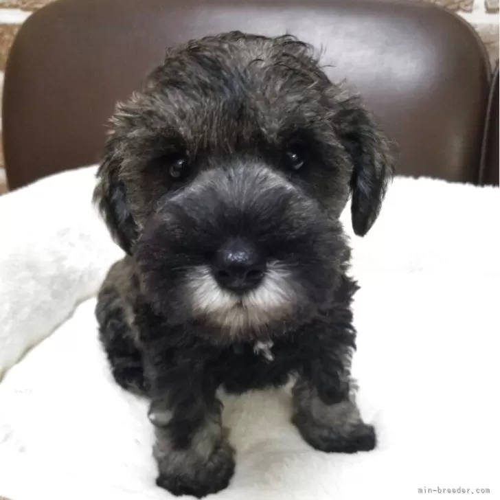 ID:2508-00771の子犬