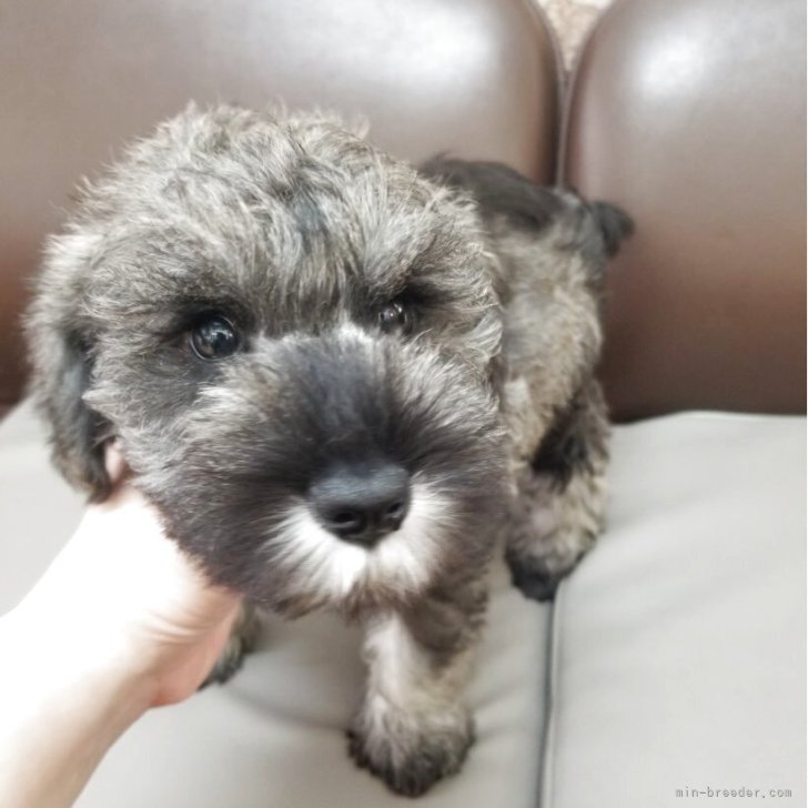 ミニチュアシュナウザー【茨城県・女の子・2025年7月9日・ソルト