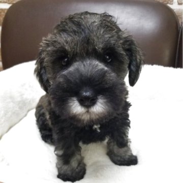 ミニチュアシュナウザー【茨城県・女の子・2025年7月10日・ソルト&ペッパー】の写真「おぼろbaby♀️🐶」