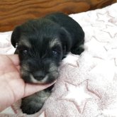 ミニチュアシュナウザー