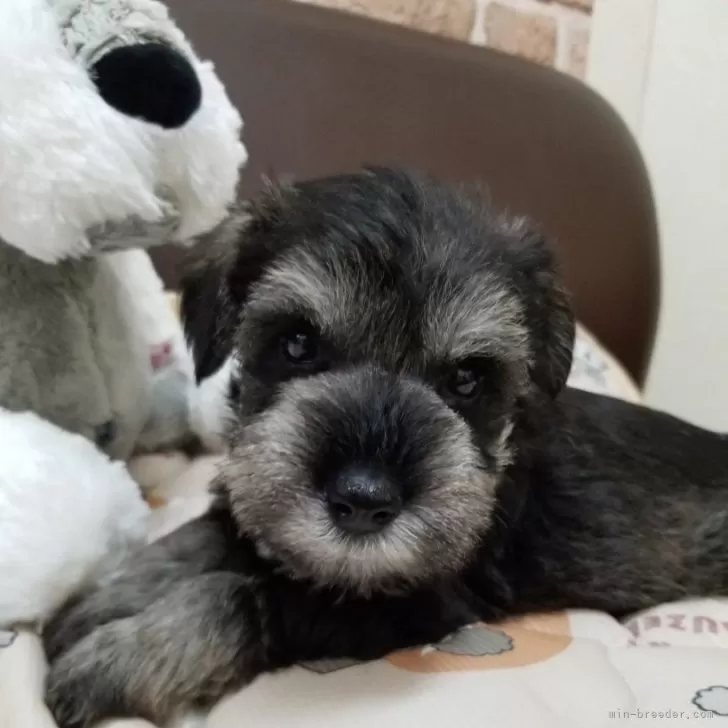 ID：2406-06915の子犬