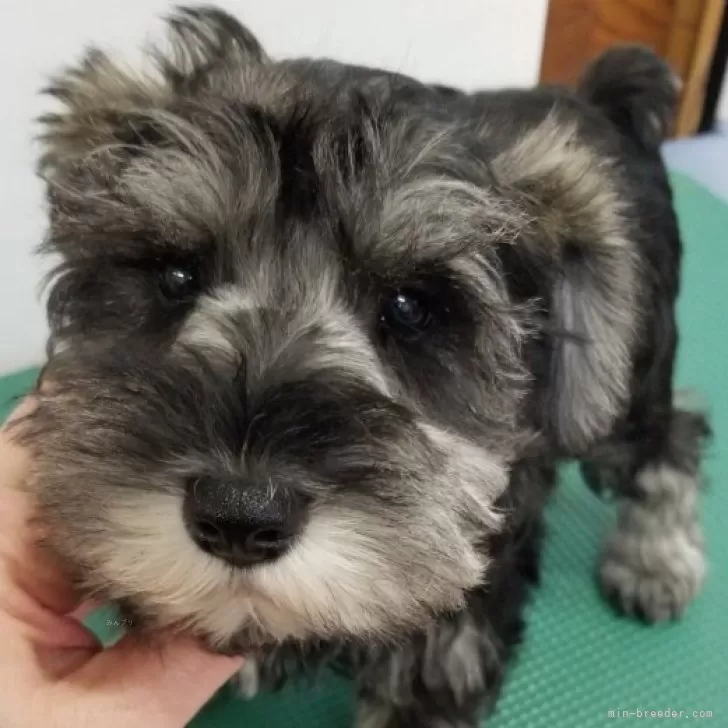 ID：2311-05764の子犬