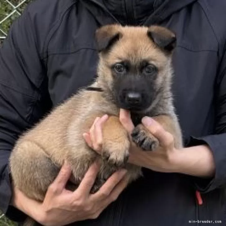 ID:2503-07594の子犬