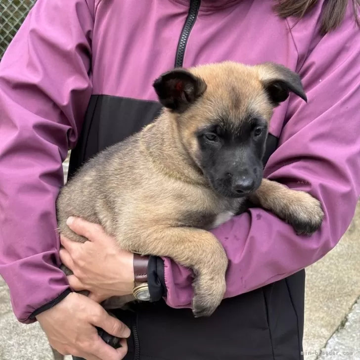 ID：2503-01591の子犬
