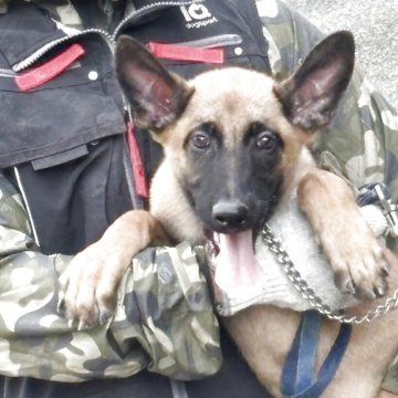 ベルジアン・シェパード・ドッグ・マリノア【大阪府・男の子・2025年7月7日・フォーン】の写真「明るい性格で物欲抜群」