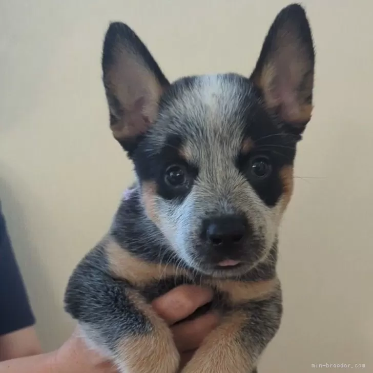 ID：2408-02157の子犬