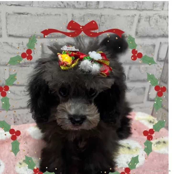 ID:2412-05137の子犬