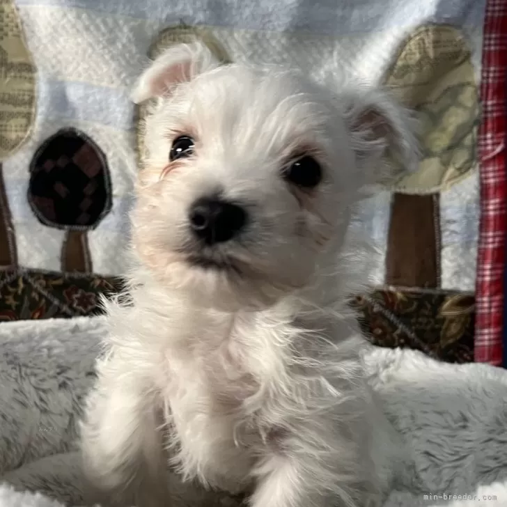 ウエストハイランドホワイトテリア【埼玉県・男の子・2025年9月28日・ホワイト】の写真1「お耳はこれから立ちます」