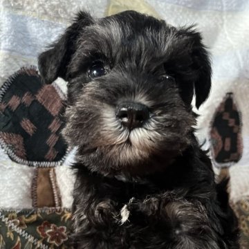 ミニチュアシュナウザー【埼玉県・女の子・2025年10月6日・ブラック&シルバー】の写真「おっとりシュナ子ちゃん💕」