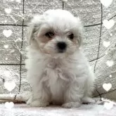 マルチーズ