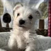 ウエストハイランドホワイトテリア【埼玉県・男の子・2025年9月28日・ホワイト】の写真1「お耳はこれから立ちます」