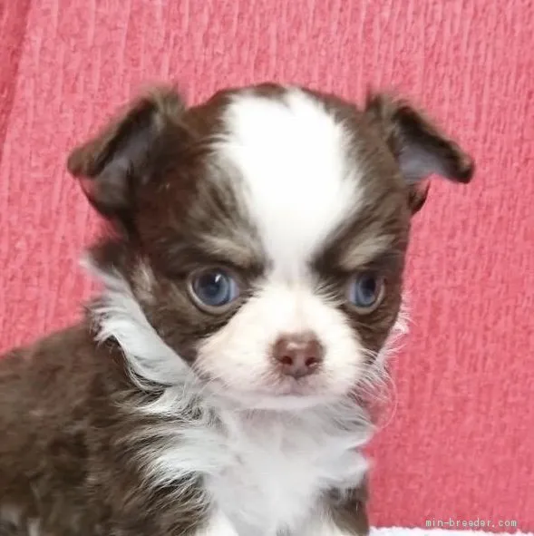 ID：2101-02197の子犬