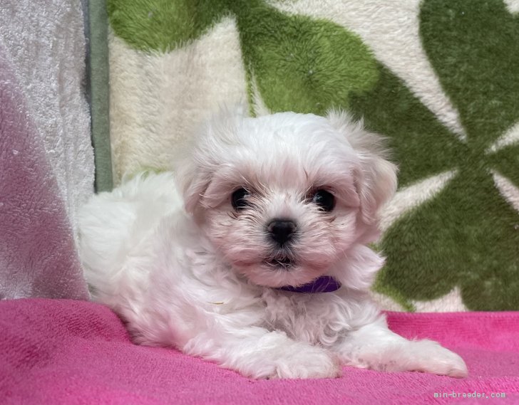 マルチーズ 埼玉県 女の子 21年3月16日 ホワイト 可愛いお顔の小さい乙女 みんなのブリーダー 子犬id 2104 マルチーズ 埼玉県 女の子 21年3月16日 ホワイト 可愛いお顔の小さい乙女 みんなのブリーダー 子犬id 2104