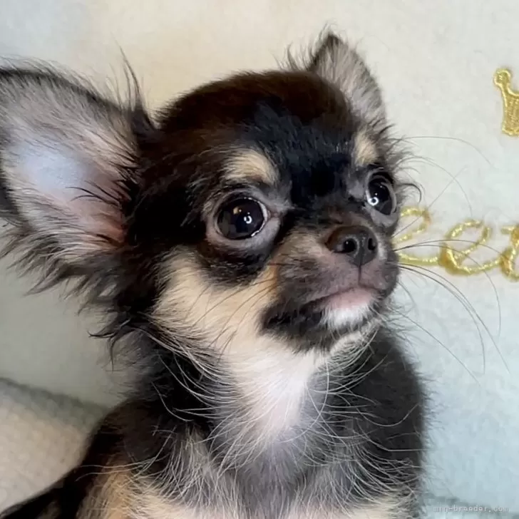 ID：2409-06467の子犬