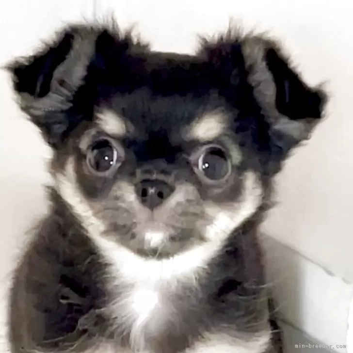 ID:2504-02724の子犬