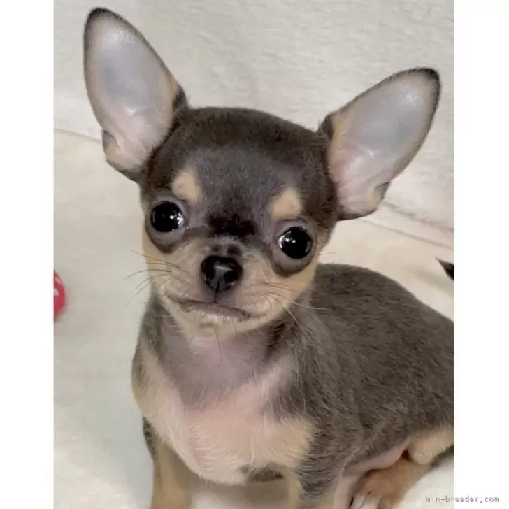 A.K 様のお迎えした子犬