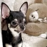 チワワ(スムース)