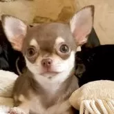 チワワ(スムース)