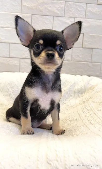 ID：2206-04523の子犬