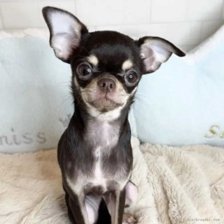 ID：2212-01627の子犬