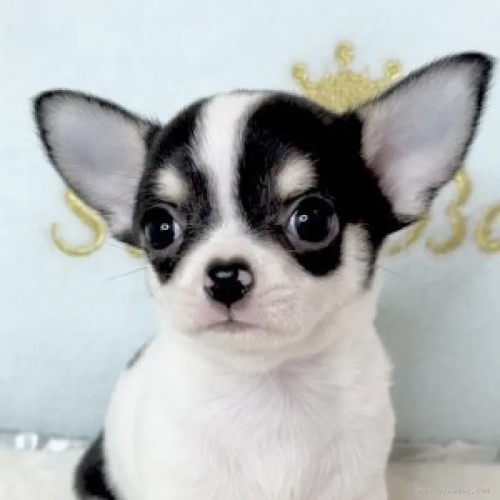 ID:2306-05813の子犬