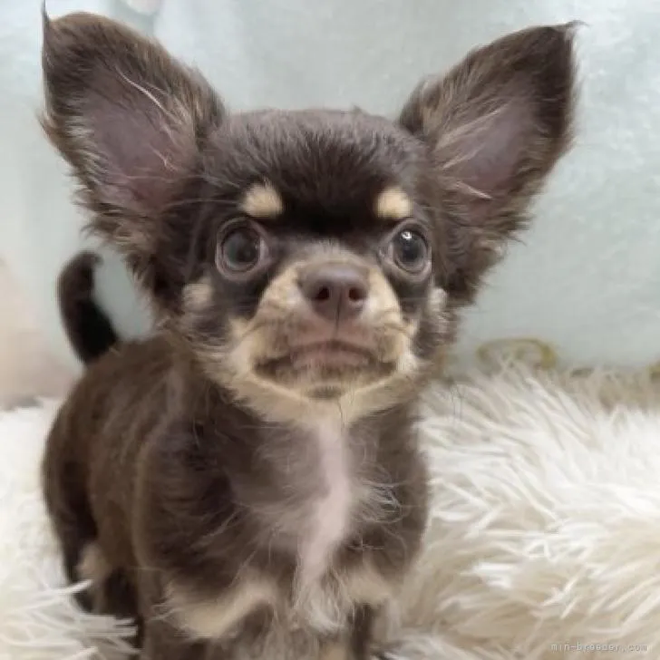 ID:2206-01652の子犬