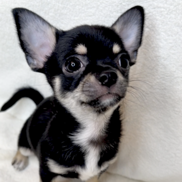 チワワ(スムース)【東京都・男の子・2023年10月17日・ブラッククリームホワイト】の写真「明るくて元気な男の子です♡」