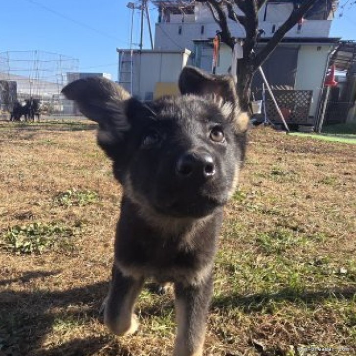 ブリーダー画像