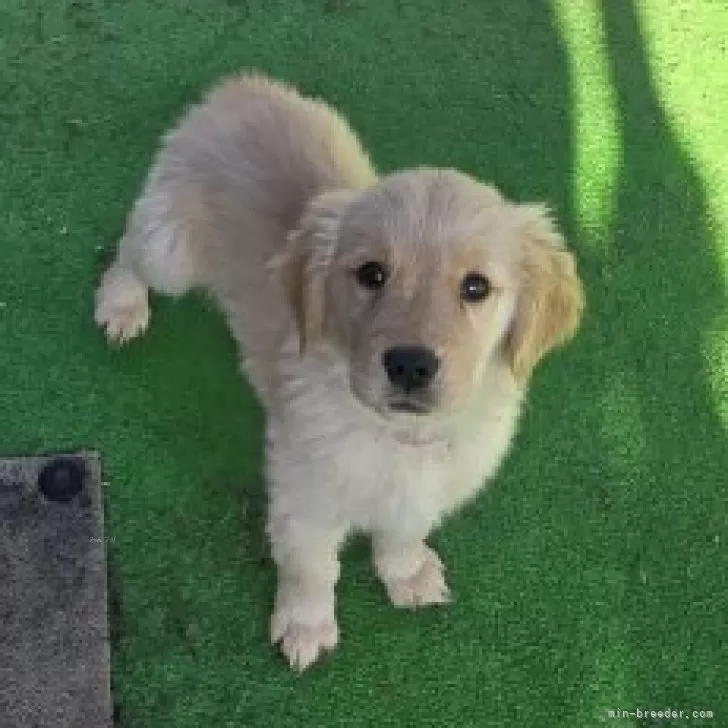 ID：2511-02269の子犬