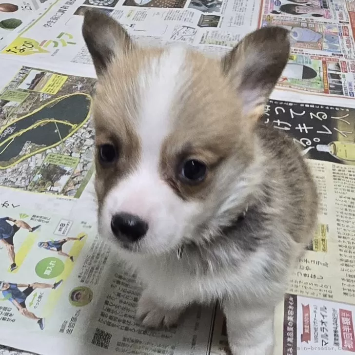 T.N 様のお迎えした子犬