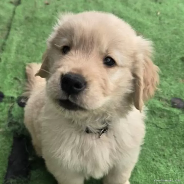 しゃんしゃん 様のお迎えした子犬
