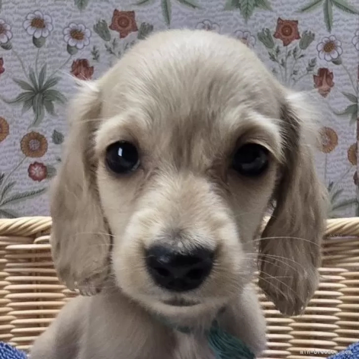 ID:2508-08371の子犬