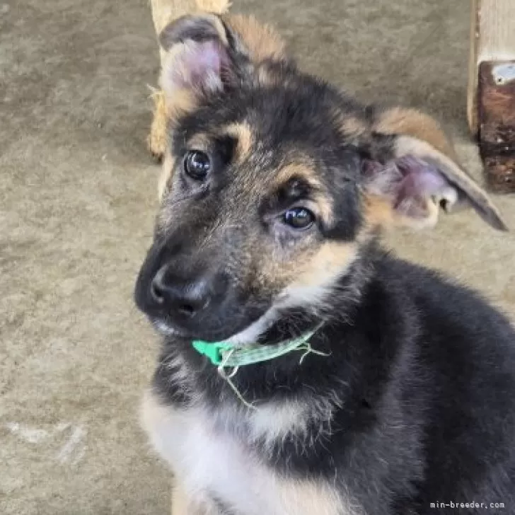 ID:2507-02861の子犬