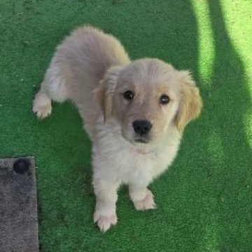 ゴールデンレトリバー【茨城県・女の子・2025年8月14日・ゴールド】の写真「愛嬌たっぷり💕小ぶりな女の子👧」